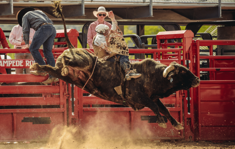 bull riding