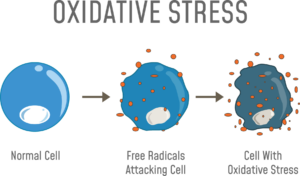 Oxidative-Stress-Diagram