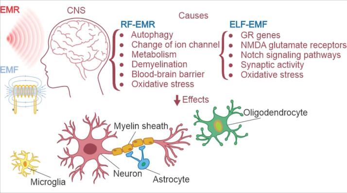 emf-nervous-system