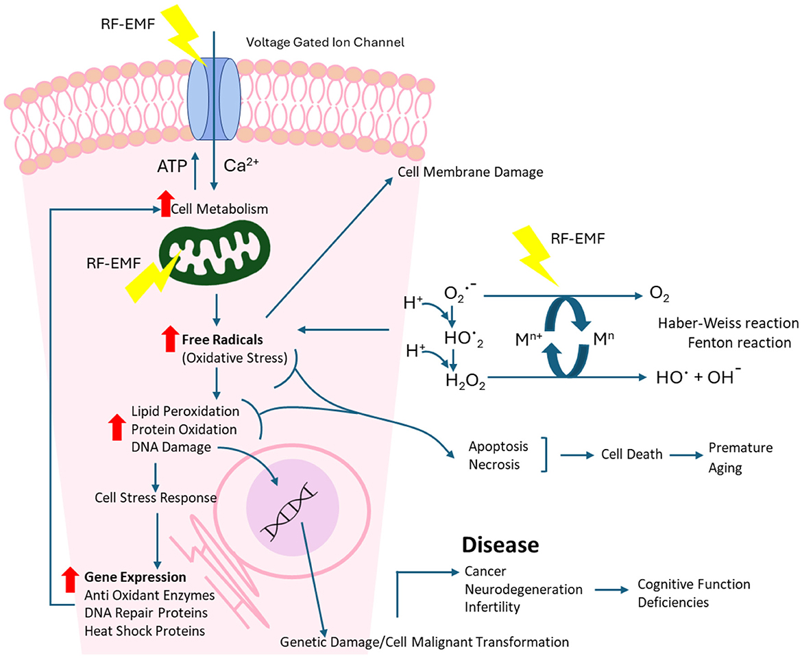 RF-EMF-DNA-DAMAGE